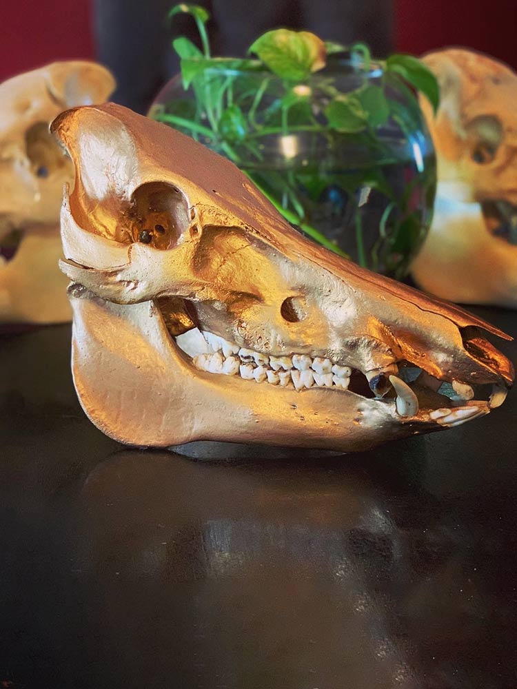 Kira DeWalt OsseousRelics gold pig skull