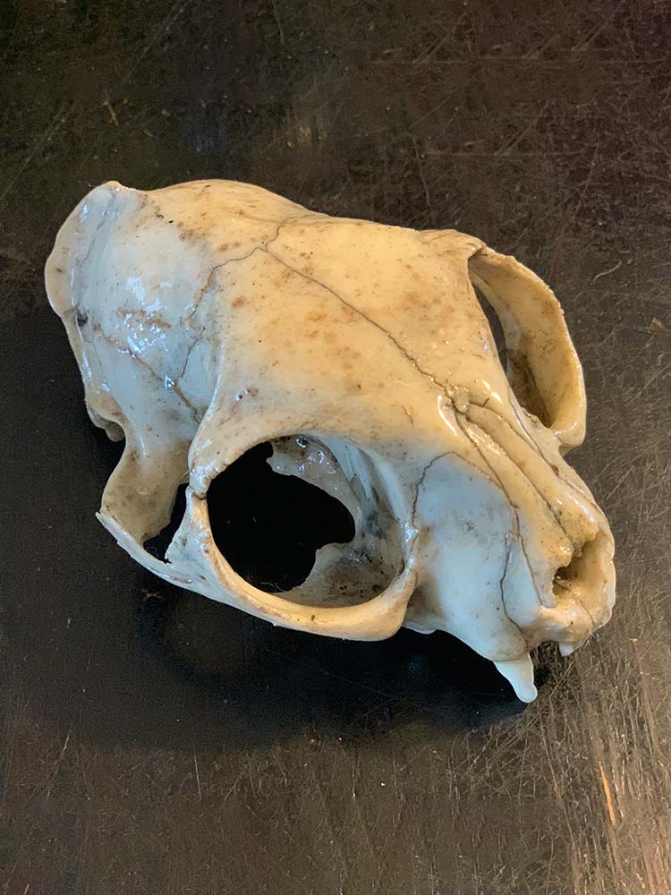 Kira DeWalt OsseousRelics animal skull